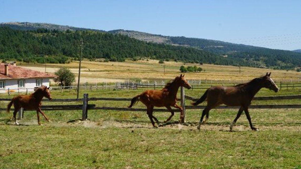 4 bin nüfusu bulunan bu ilçe, hipodromun şampiyon atlarını yetiştiriyor