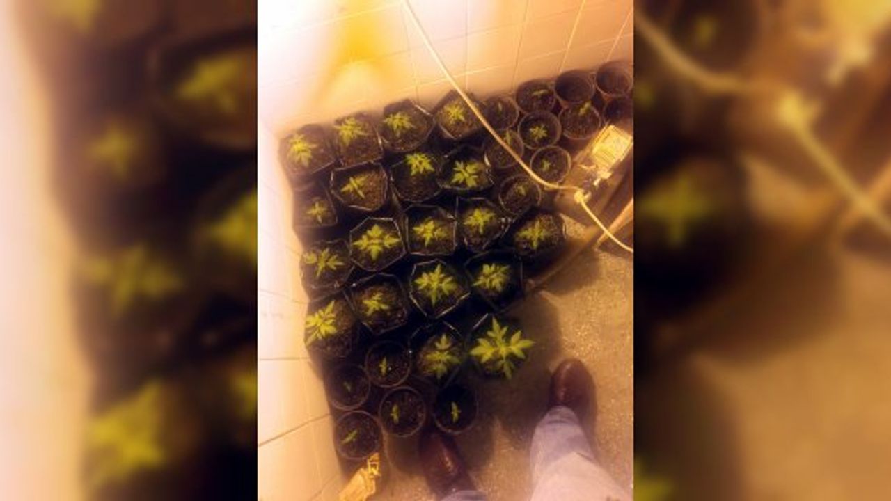 Antalya'da banyoda Hint keneviri yetiştiren 4 şüpheli gözaltına alındı