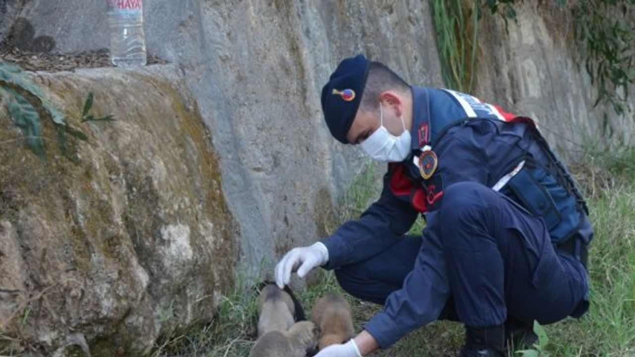 Antalya'da jandarmadan, aç kalan köpek ve yavrularına şefkat eli