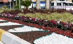 Mersin'in caddelerinde çiçek açtı