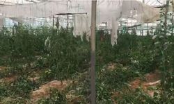 Antalya'da domates ekili seraya kimliği belirsiz kişilerce zarar verildi