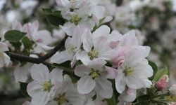 Isparta'da elma ağaçları çiçek açtı