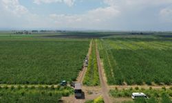 Amik Ovası'nda tarımsal üretim Kovid-19 tedbirleriyle aralıksız sürüyor