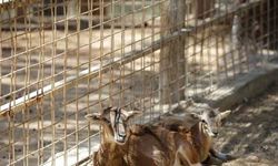 Antalya Hayvanat Bahçesi'nde 100'den fazla doğum gerçekleşti