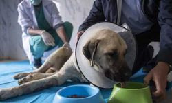 Mersin'de iki bacağı kırık halde bulunan köpek tedaviye alındı