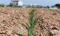 Muratpaşa'da ekilen mısırlar topraktan çıkmaya başladı