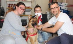 Serik'te yaralı bulunan sokak köpeği sahiplendirildi