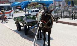 Adana'da karpuz taşıyan at arabasından düşen seyyar satıcı yaralandı