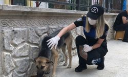 Adana'da polis sokak hayvanları için mama bıraktı