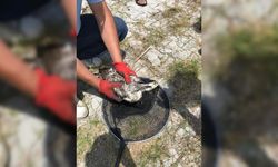 Antalya'da tedavi edilen martı doğaya bırakıldı