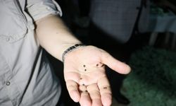 Çukurova'da biyolojik mücadelede faydalı böcek kullanılacak