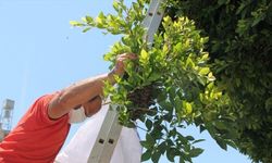 Gazipaşa'da ağacın dalına oğul yapan arılar kovana yerleştirildi
