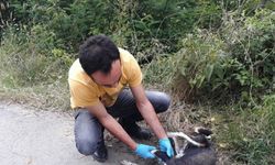 Kahramanmaraş'ta tüfekle ateş edilen köpek yaralandı