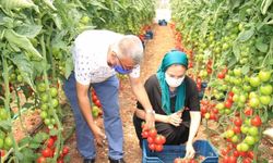 AK Parti Mersin Milletvekili Yılmaz, üreticilerle domates hasadı yaptı