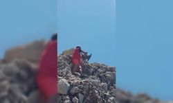 Antalya'da kayalıklarda oltaya takılan martı kurtarıldı