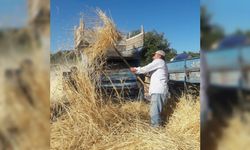 Gülnar'da buğday hasadı başladı