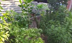 Hatay'da bahçesinde Hint keneviri yetiştiren şüpheli gözaltına alındı