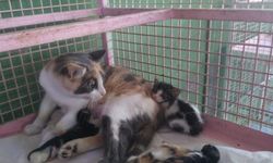 Mersin'de çöp konteynerinde sıkışan kedi yavrusu kurtarıldı