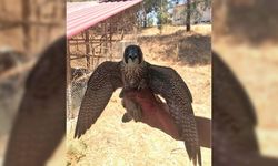 Yaralı bulunan Gökdoğan kuşu tedavisinin ardından doğaya salındı