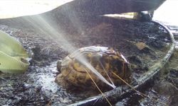 Alevlerden kaçıp, hortumdan sızan suya sığınan kaplumbağa kurtarılamadı