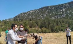 Antalya'da 200 kınalı keklik doğaya salındı