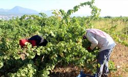 Doğu Akdeniz'in üzüm cennetinde "bağ bozumu" heyecanı