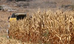 Kozan'da mısır hasatı başladı