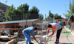 Kozan'da sokak hayvanları kısırlaştırılıyor