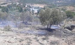 Kozan'da zeytinlik alanda yangın