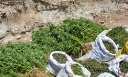 Mersin'de mısır tarlasında uyuşturucu yetiştiren zanlı tutuklandı