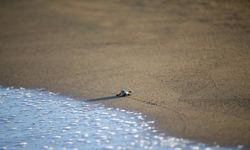 Patara Deniz Kaplumbağaları Koruma ve İzleme Programı