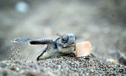 Yavru deniz kaplumbağalarının Mersin kumsallarında zorlu yaşam yolculuğu