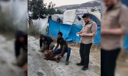 Yesevi Alperenler Derneği, Türkmendağı'nda 176 hisse kurban kesti