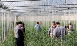 Hatay'daki Suriyeli aileler için tarımsal destek projesi