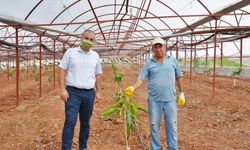 Kumlucalı çiftçi domates üretmek için kurduğu seraya mango fidanları dikti