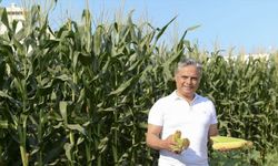 Muratpaşa Belediyesi mısır hasat etti