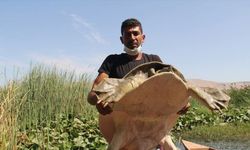 Tedavi edilen Nil kaplumbağası suya bırakıldı