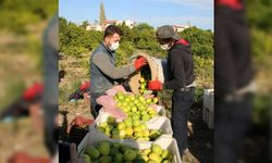 Mersin'de Lamas limonu hasadına başlandı