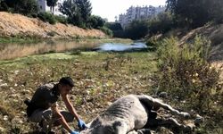 Mersin'de ölüme terk edilmiş halde bulunan 3 at bakıma alındı