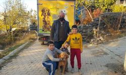 Mersin'de tüfekle vurularak yaralanan köpek tedavi edildi
