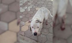 Adana'da polis pitbull cinsi köpekleri topladı
