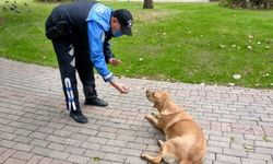 Adana'da sokağa çıkma kısıtlamasında sokak hayvanlarına polisten mama desteği