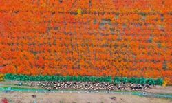 Amanoslar sonbahar renkleriyle kartpostallık görüntüler oluşturdu