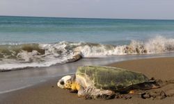 Hatay'da tedavileri tamamlanan deniz kaplumbağaları denizle buluştu