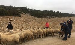 Isparta'da 53 koyun çaldıkları iddia edilen 2 şüpheli yakalandı