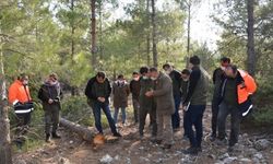 Mersin'de endüstriyel ağaçlandırma sahaları incelendi