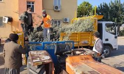 Mersin'de üreticilere tescilli Tarsus sarıulak zeytini fidanı dağıtıldı