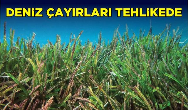 Deniz çayırları tehlikede