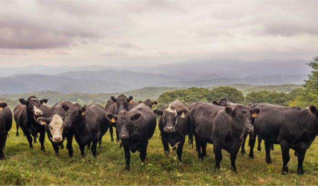 Kırsalda Bereket Hayvancılığa Destek Projesi'nde 4 bin 351 hak sahibi belirlendi