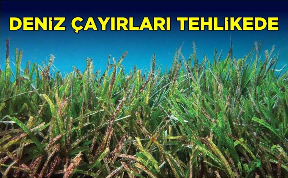 Deniz çayırları tehlikede